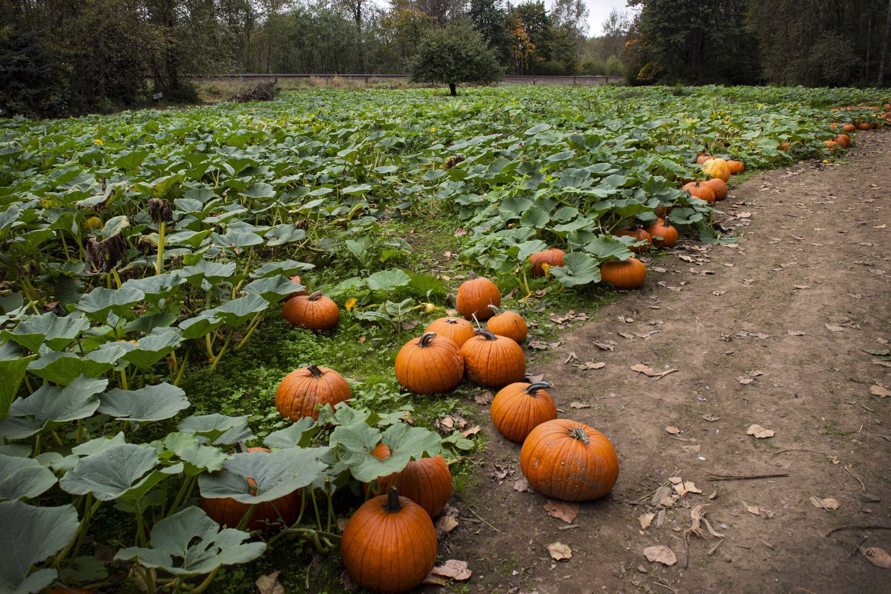 Pumpkin patch
